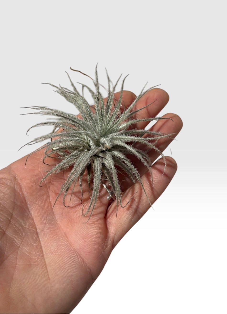 Tillandsia tectorum