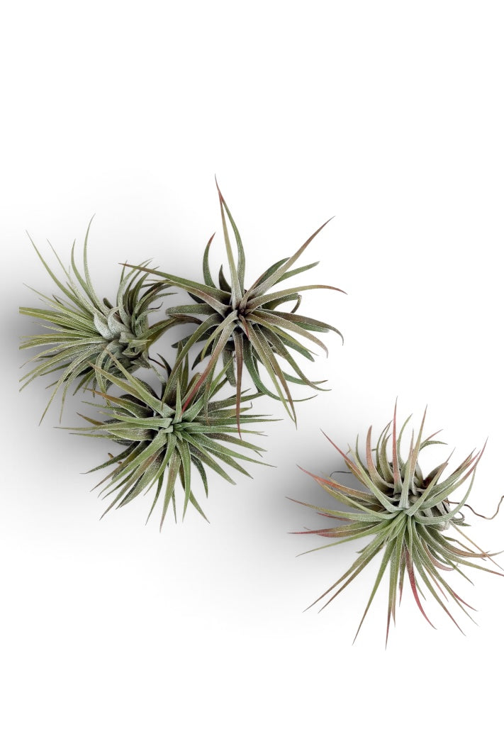 Tillandsia ionantha