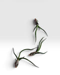 Tillandsia bulbosa