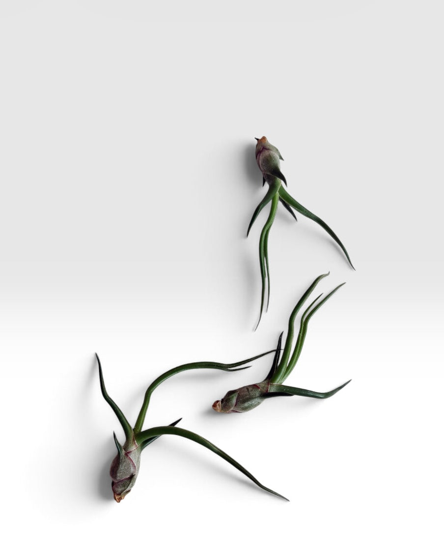 Tillandsia bulbosa