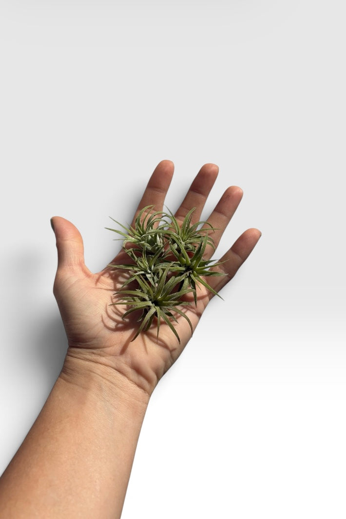 Tillandsia ionantha