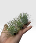 Tillandsia andreana