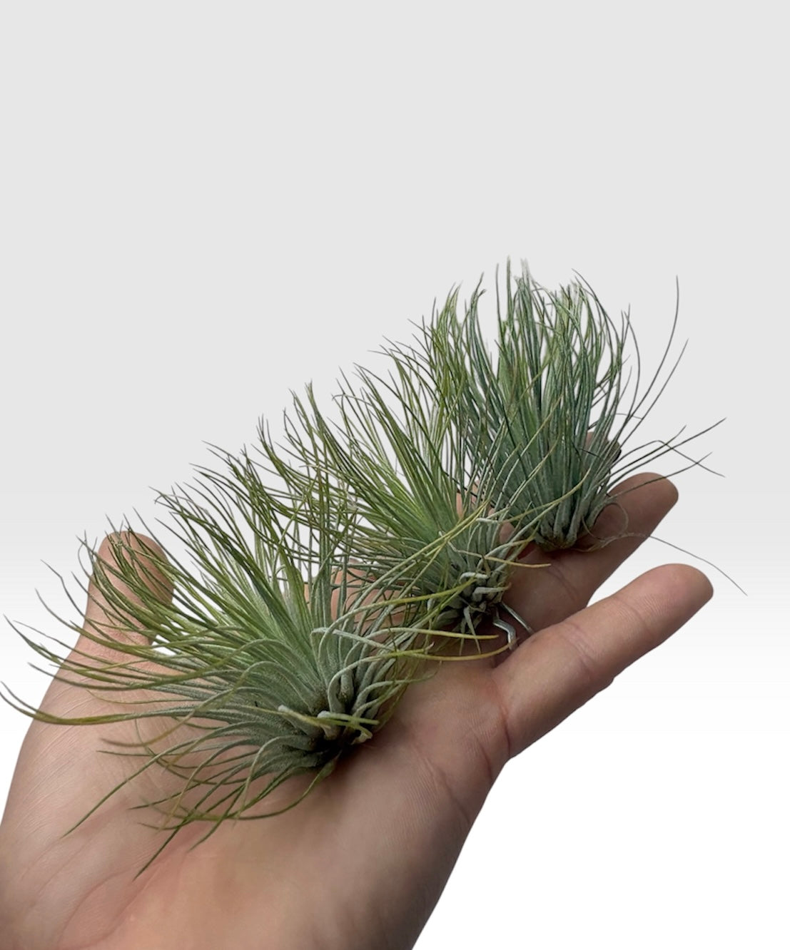 Tillandsia andreana