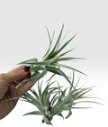 Tillandsia gardneri