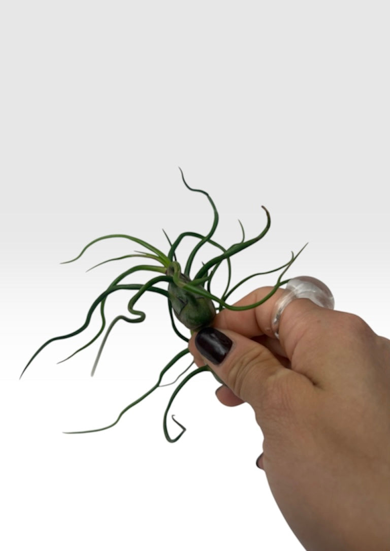 Tillandsia bulbosa