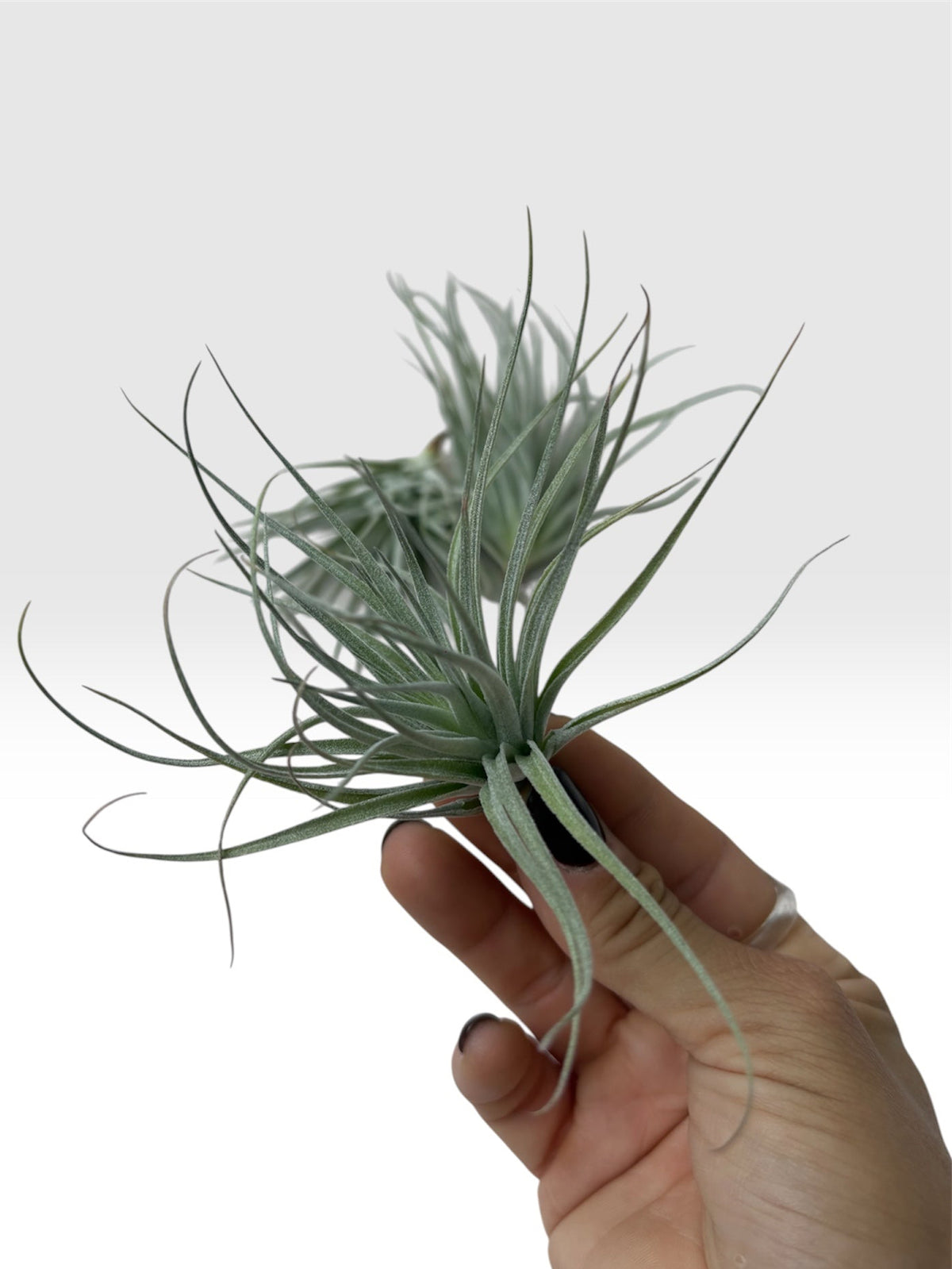Tillandsia Red Houston