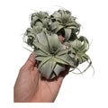 Tillandsia xerographica