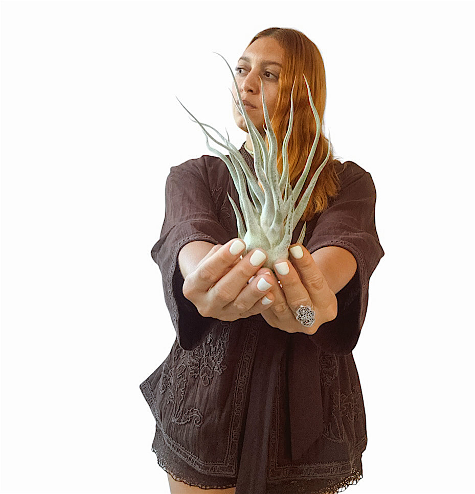 Tillandsia ehlersiana x bulbosa