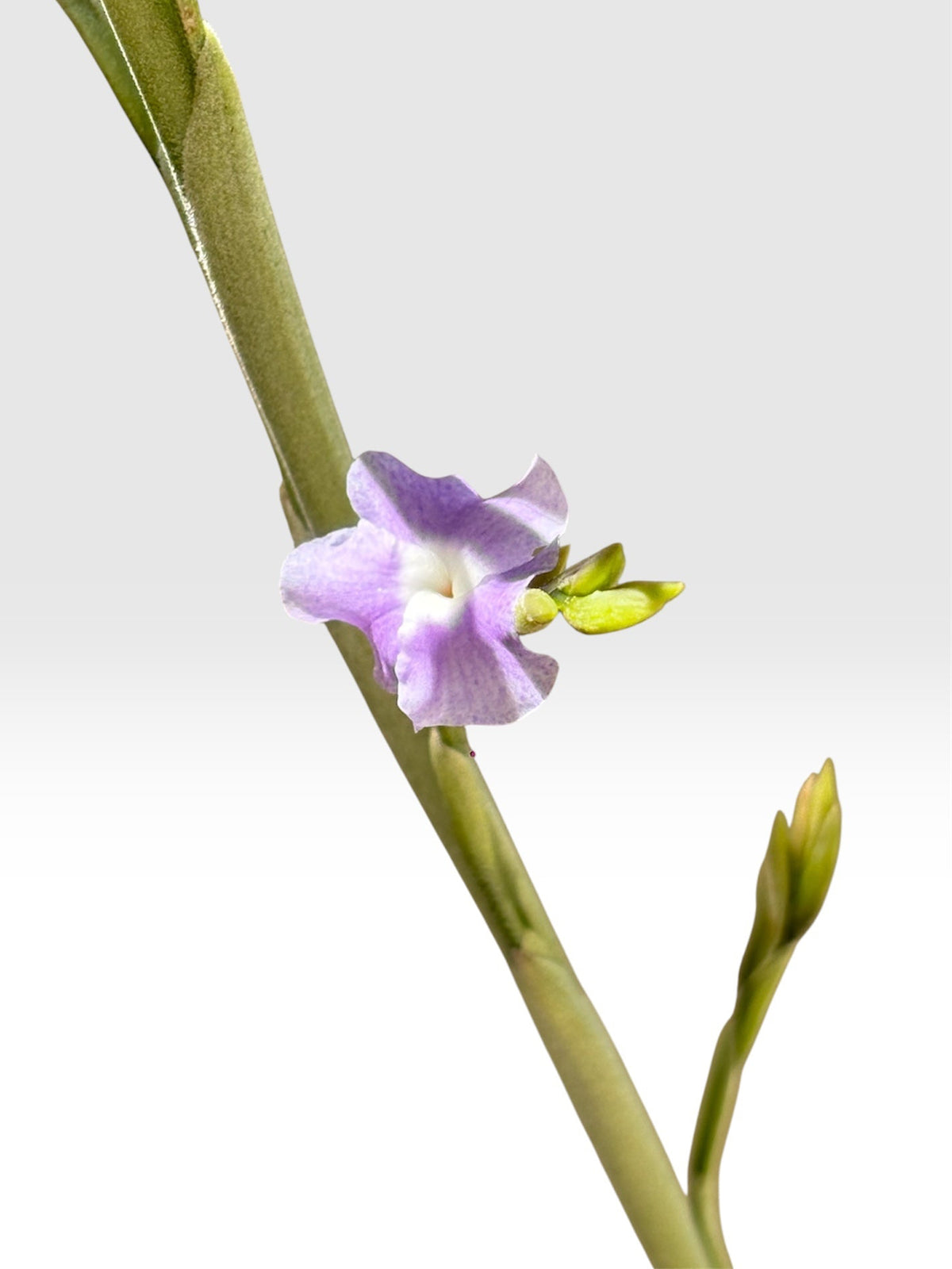 Tillandsia duratii