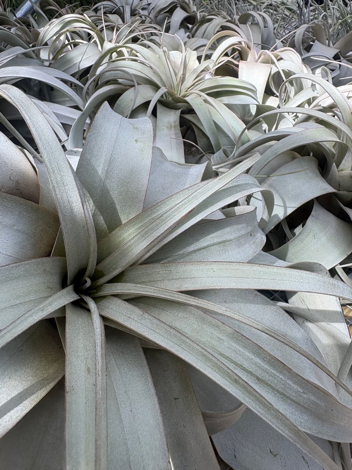 Tillandsia xerographica